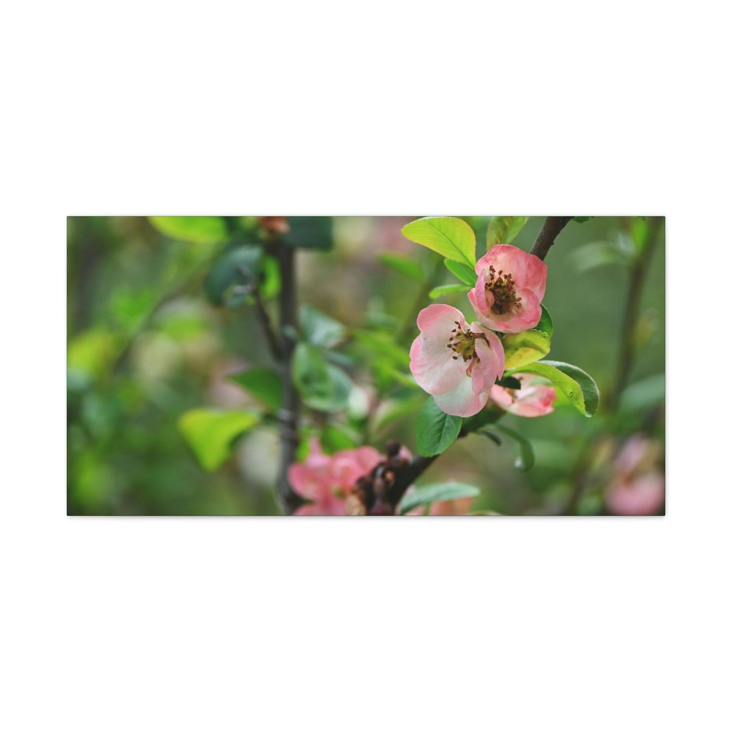 Classic Canvas - Flowering quince ( Chaenomeles speciosa ) flowers. Japan. - Multiple sizes - green sides - great quality - Green Forest Home