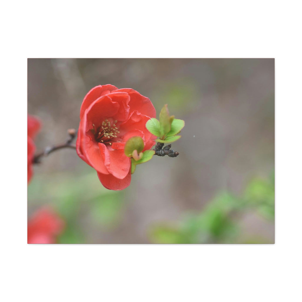 Classic Canvas - Flowering quince ( Chaenomeles speciosa ) flowers. Japan. - Multiple sizes - red sides - great quality - Green Forest Home