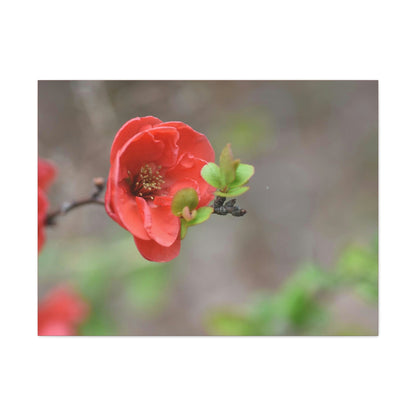 Classic Canvas - Flowering quince ( Chaenomeles speciosa ) flowers. Japan. - Multiple sizes - red sides - great quality - Green Forest Home