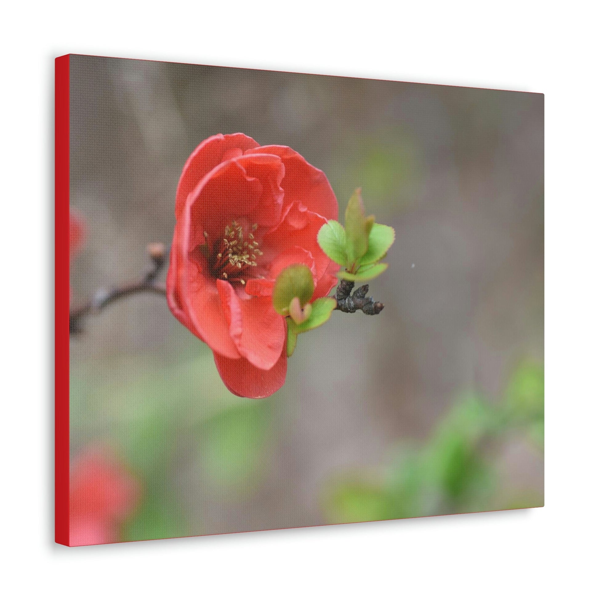 Classic Canvas - Flowering quince ( Chaenomeles speciosa ) flowers. Japan. - Multiple sizes - red sides - great quality - Green Forest Home