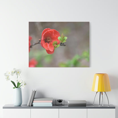 Classic Canvas - Flowering quince ( Chaenomeles speciosa ) flowers. Japan. - Multiple sizes - red sides - great quality - Green Forest Home