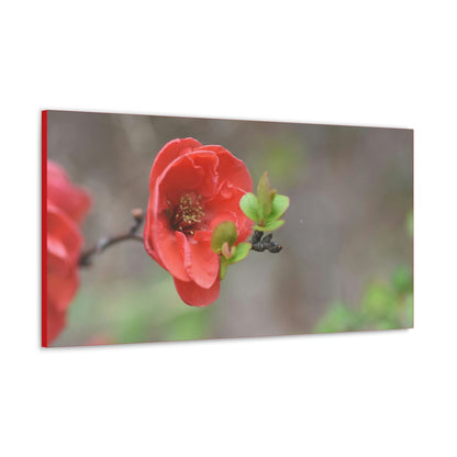 Classic Canvas - Flowering quince ( Chaenomeles speciosa ) flowers. Japan. - Multiple sizes - red sides - great quality - Green Forest Home