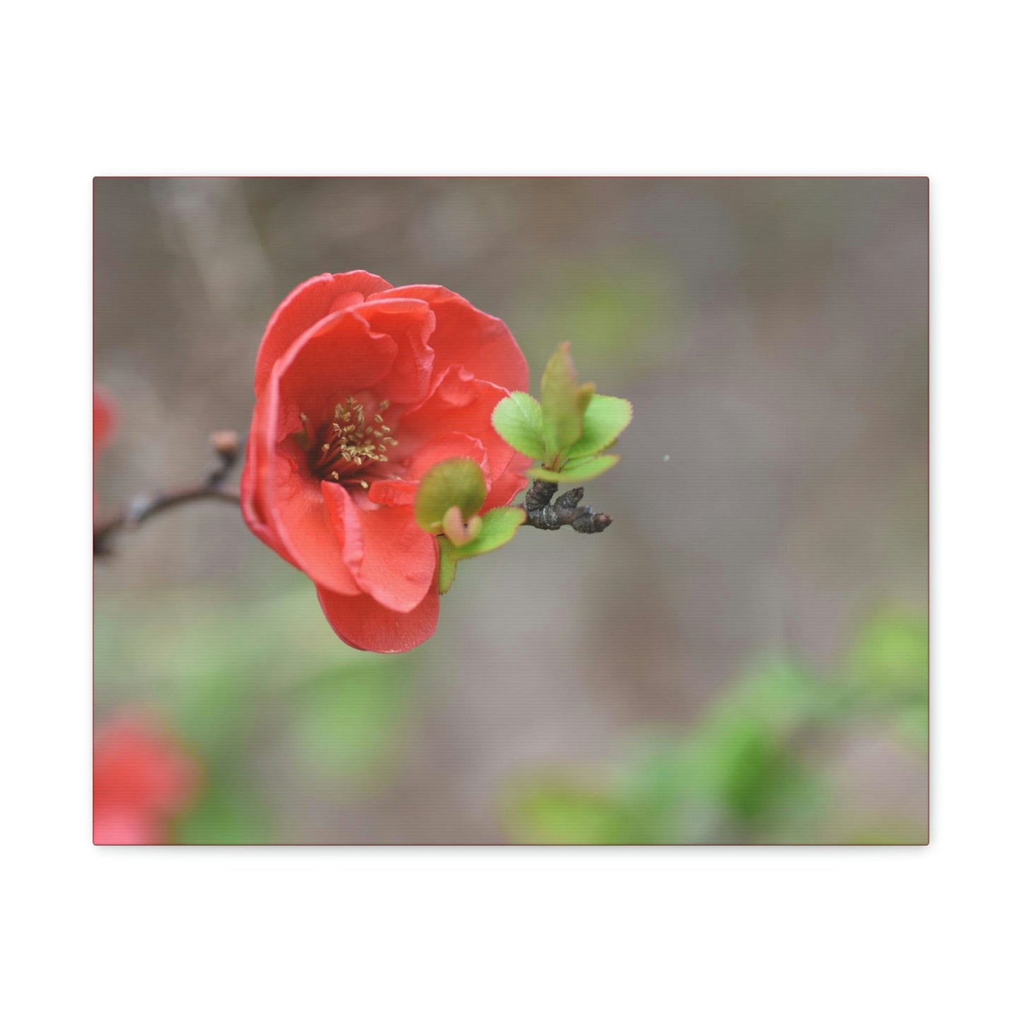 Classic Canvas - Flowering quince ( Chaenomeles speciosa ) flowers. Japan. - Multiple sizes - red sides - great quality - Green Forest Home