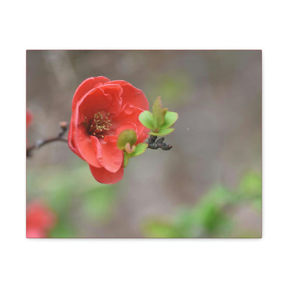 Classic Canvas - Flowering quince ( Chaenomeles speciosa ) flowers. Japan. - Multiple sizes - red sides - great quality - Green Forest Home
