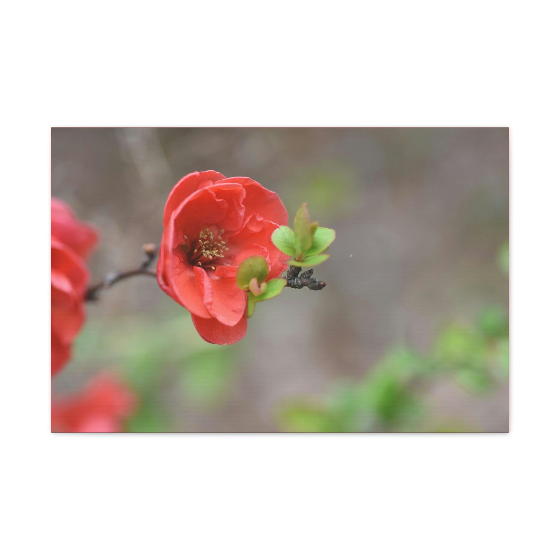 Classic Canvas - Flowering quince ( Chaenomeles speciosa ) flowers. Japan. - Multiple sizes - red sides - great quality - Green Forest Home