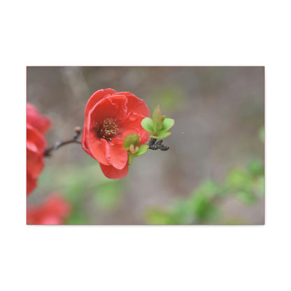 Classic Canvas - Flowering quince ( Chaenomeles speciosa ) flowers. Japan. - Multiple sizes - red sides - great quality - Green Forest Home