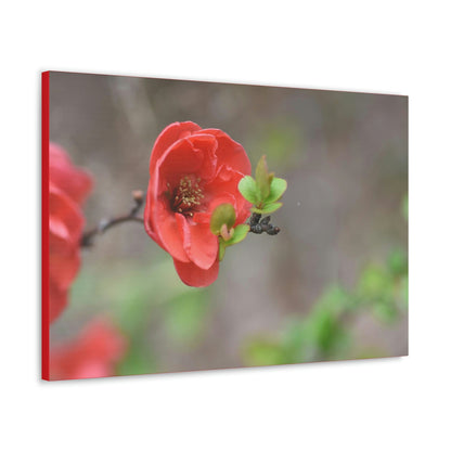 Classic Canvas - Flowering quince ( Chaenomeles speciosa ) flowers. Japan. - Multiple sizes - red sides - great quality - Green Forest Home