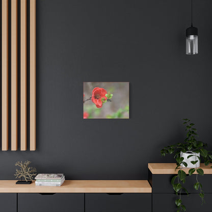 Classic Canvas - Flowering quince ( Chaenomeles speciosa ) flowers. Japan. - Multiple sizes - red sides - great quality - Green Forest Home