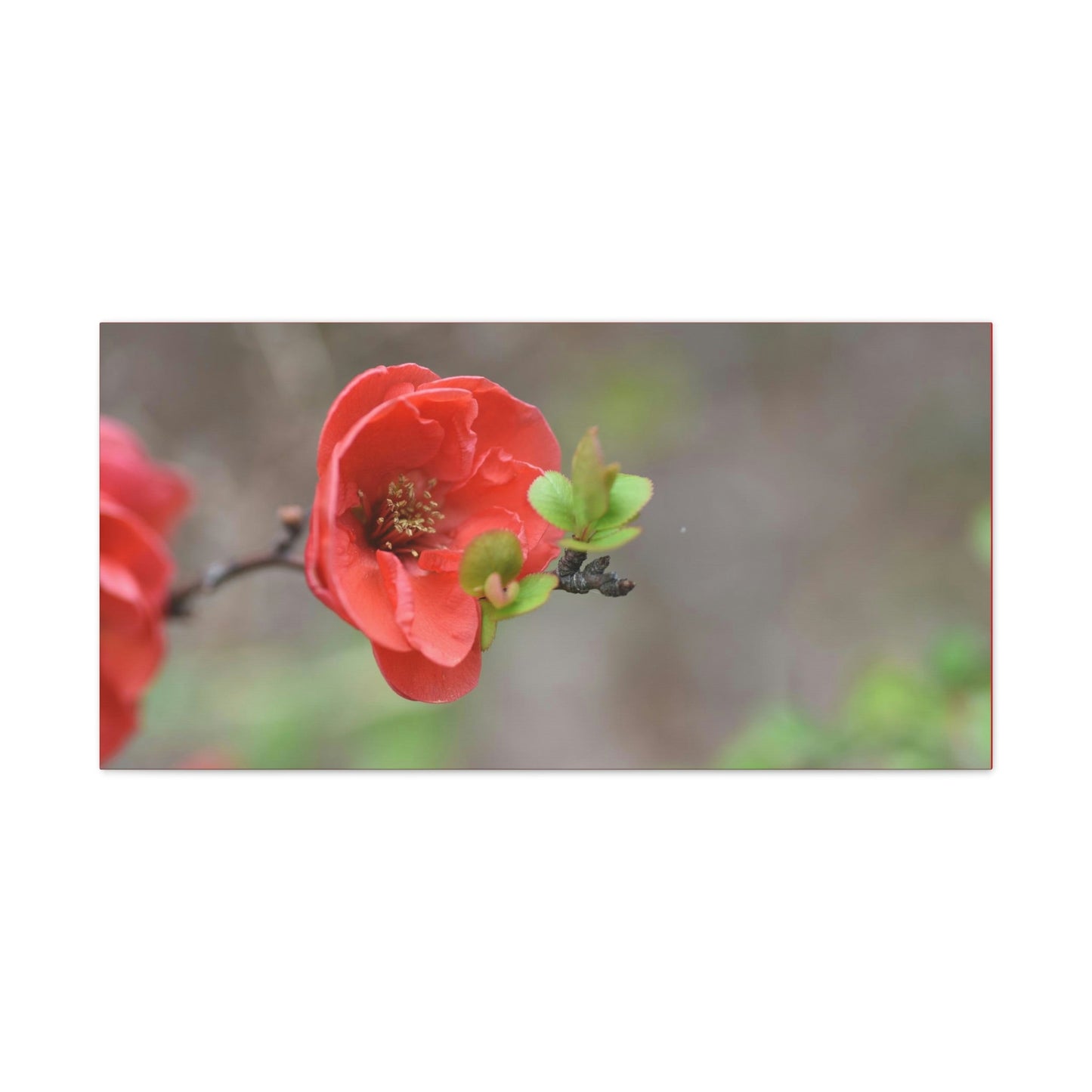 Classic Canvas - Flowering quince ( Chaenomeles speciosa ) flowers. Japan. - Multiple sizes - red sides - great quality - Green Forest Home