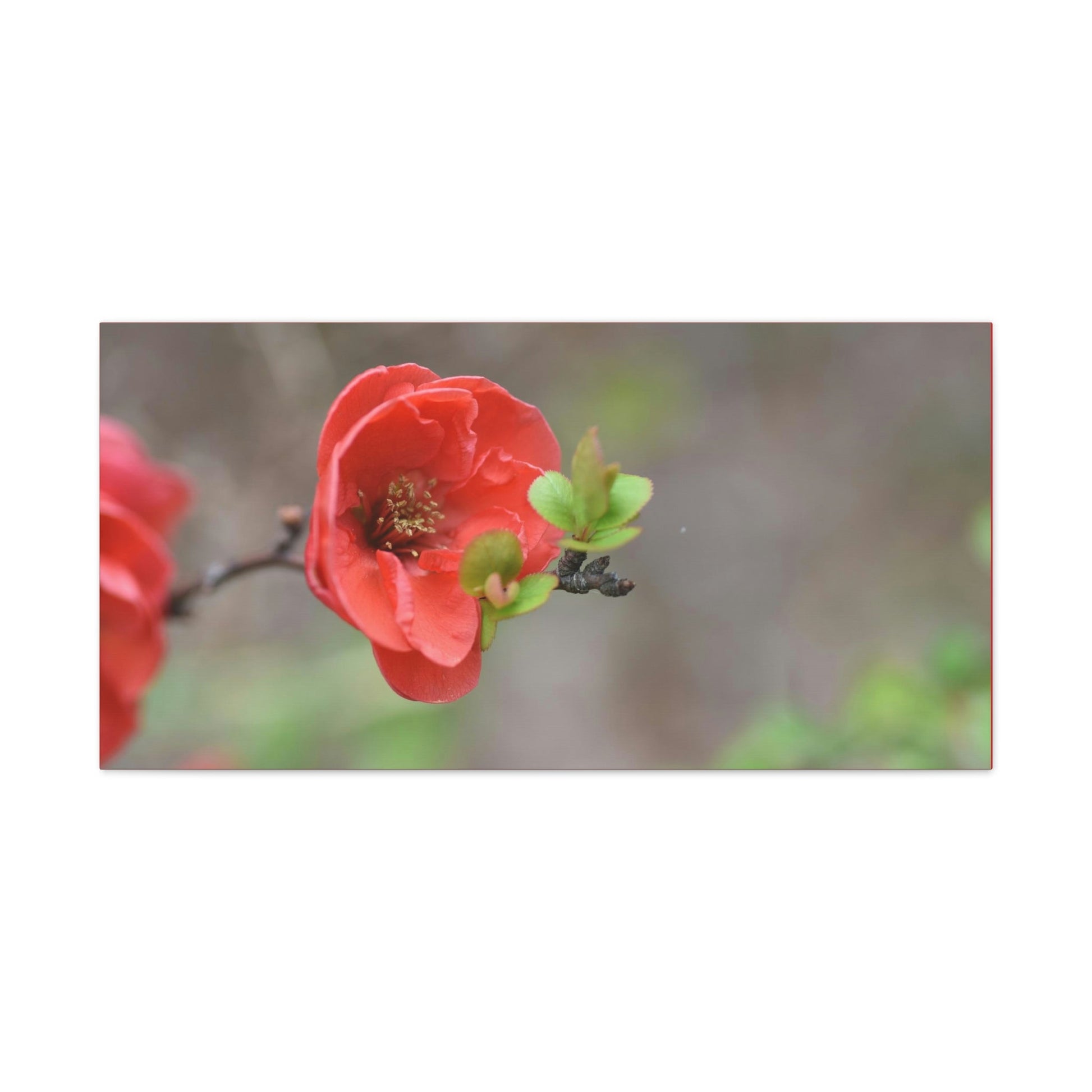 Classic Canvas - Flowering quince ( Chaenomeles speciosa ) flowers. Japan. - Multiple sizes - red sides - great quality - Green Forest Home