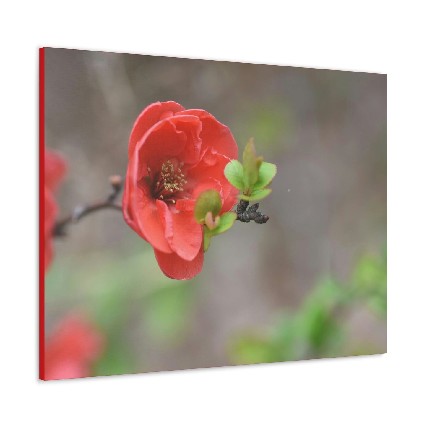 Classic Canvas - Flowering quince ( Chaenomeles speciosa ) flowers. Japan. - Multiple sizes - red sides - great quality - Green Forest Home