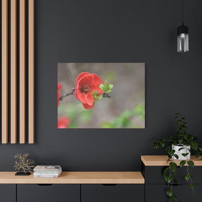 Classic Canvas - Flowering quince ( Chaenomeles speciosa ) flowers. Japan. - Multiple sizes - red sides - great quality - Green Forest Home