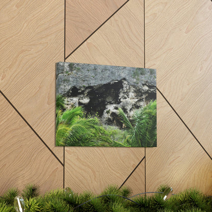 Closeup of Limestone plateau - Puerto Rico - the Galapagos of the Caribbean - in Pajaros beach - Green Forest Home