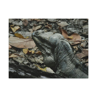 Closeup of the Amazing native Iguana of Mona Island - Puerto Rico - the Galapagos of the Caribbean - in Pajaros beach - Green Forest Home