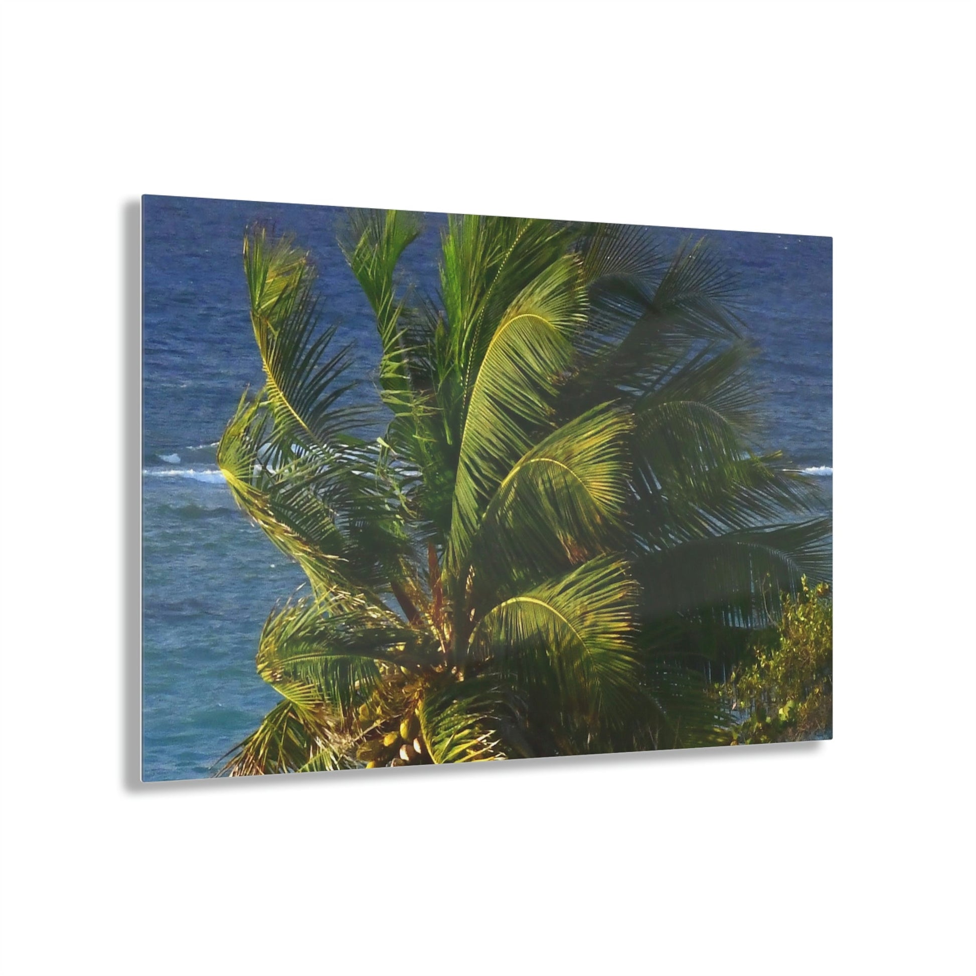 Copy of Acrylic Prints - US Made - Ideal for a Stunning Home/Office Decor Ideas - Inspirations from Nature - Remote Mona island - PR Sierra Club members share the beach - Green Forest Home