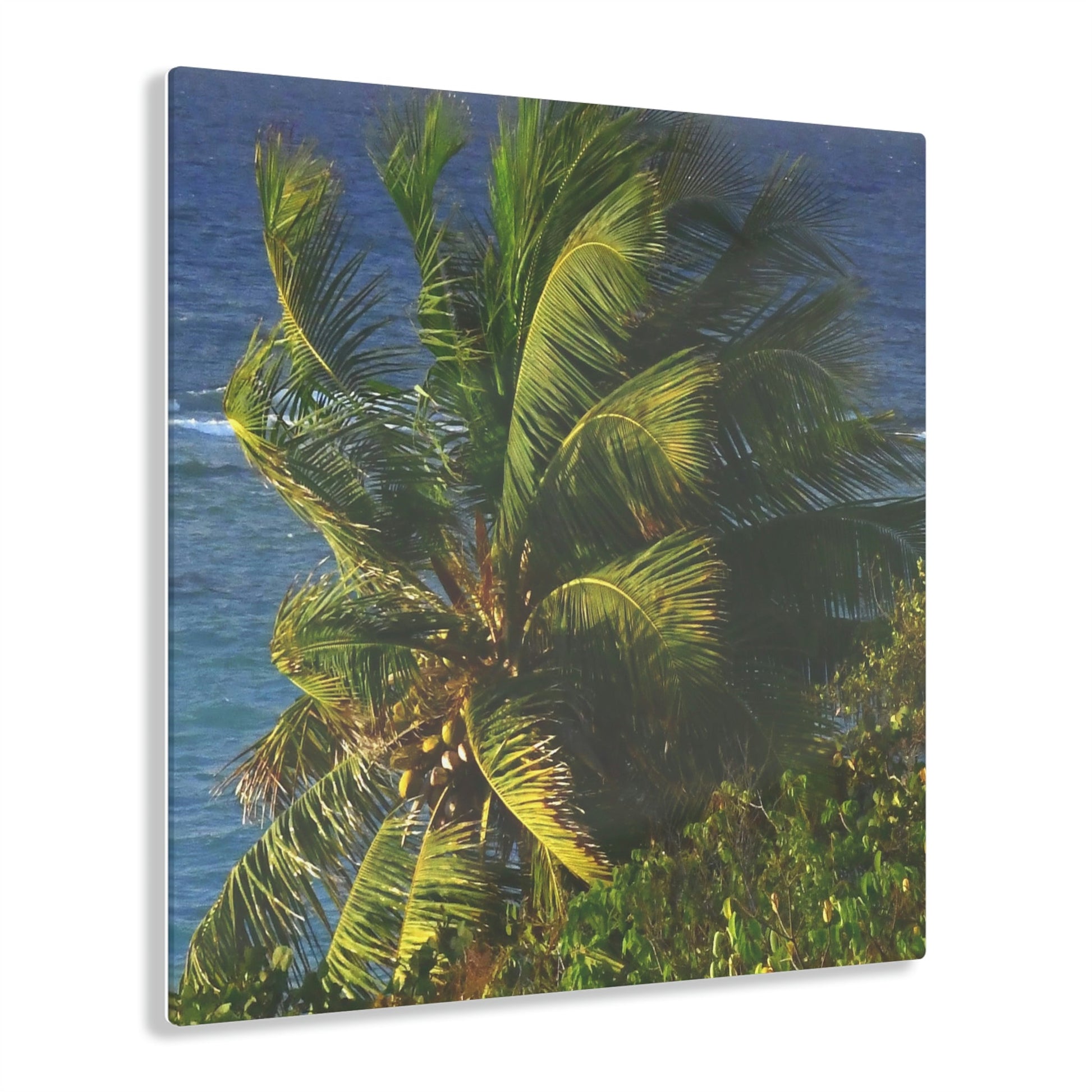Copy of Acrylic Prints - US Made - Ideal for a Stunning Home/Office Decor Ideas - Inspirations from Nature - Remote Mona island - PR Sierra Club members share the beach - Green Forest Home