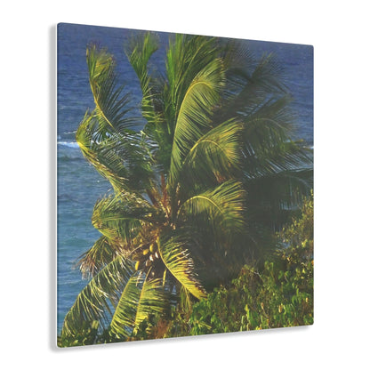 Copy of Acrylic Prints - US Made - Ideal for a Stunning Home/Office Decor Ideas - Inspirations from Nature - Remote Mona island - PR Sierra Club members share the beach - Green Forest Home