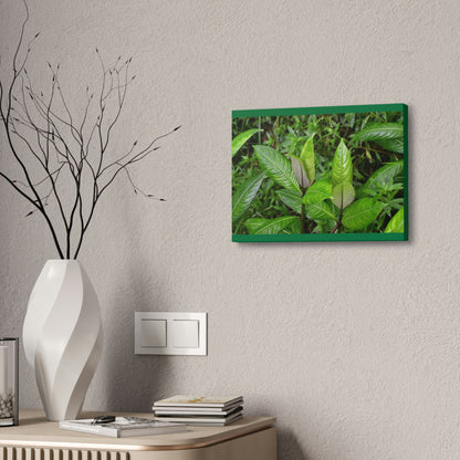 Copy of Canvas Stretched - Forest@Home - El Yunque - Recovering from Hurricane Maria - Common plants of EYNF in Tradewinds trail - Green Forest Home