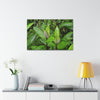 Copy of Canvas Stretched - Forest@Home - El Yunque - Recovering from Hurricane Maria - Common plants of EYNF in Tradewinds trail - Green Forest Home
