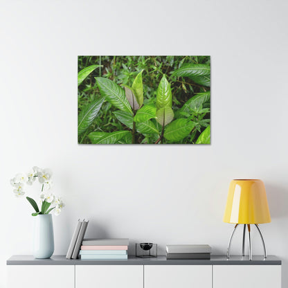 Copy of Canvas Stretched - Forest@Home - El Yunque - Recovering from Hurricane Maria - Common plants of EYNF in Tradewinds trail - Green Forest Home