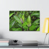 Copy of Canvas Stretched - Forest@Home - El Yunque - Recovering from Hurricane Maria - Common plants of EYNF in Tradewinds trail - Green Forest Home