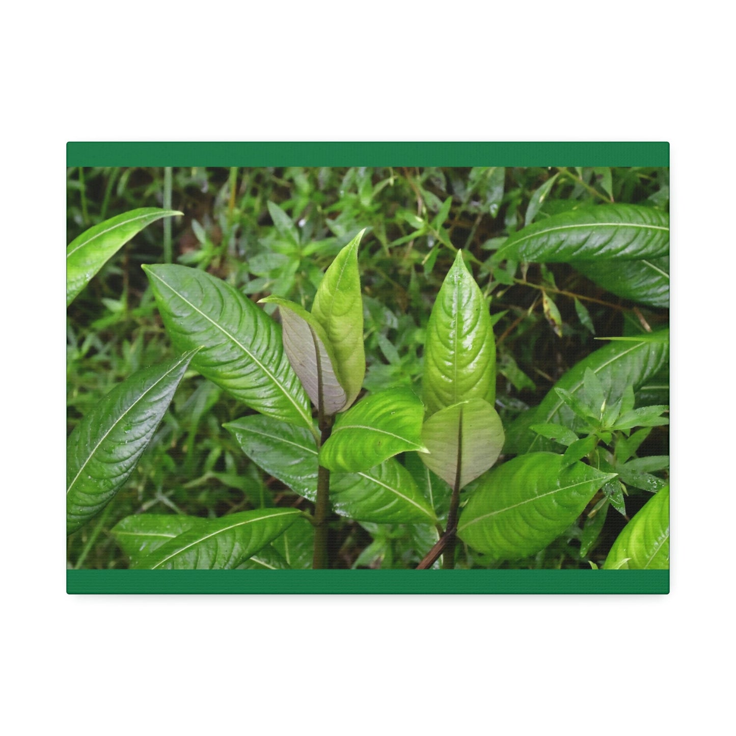 Copy of Canvas Stretched - Forest@Home - El Yunque - Recovering from Hurricane Maria - Common plants of EYNF in Tradewinds trail - Green Forest Home