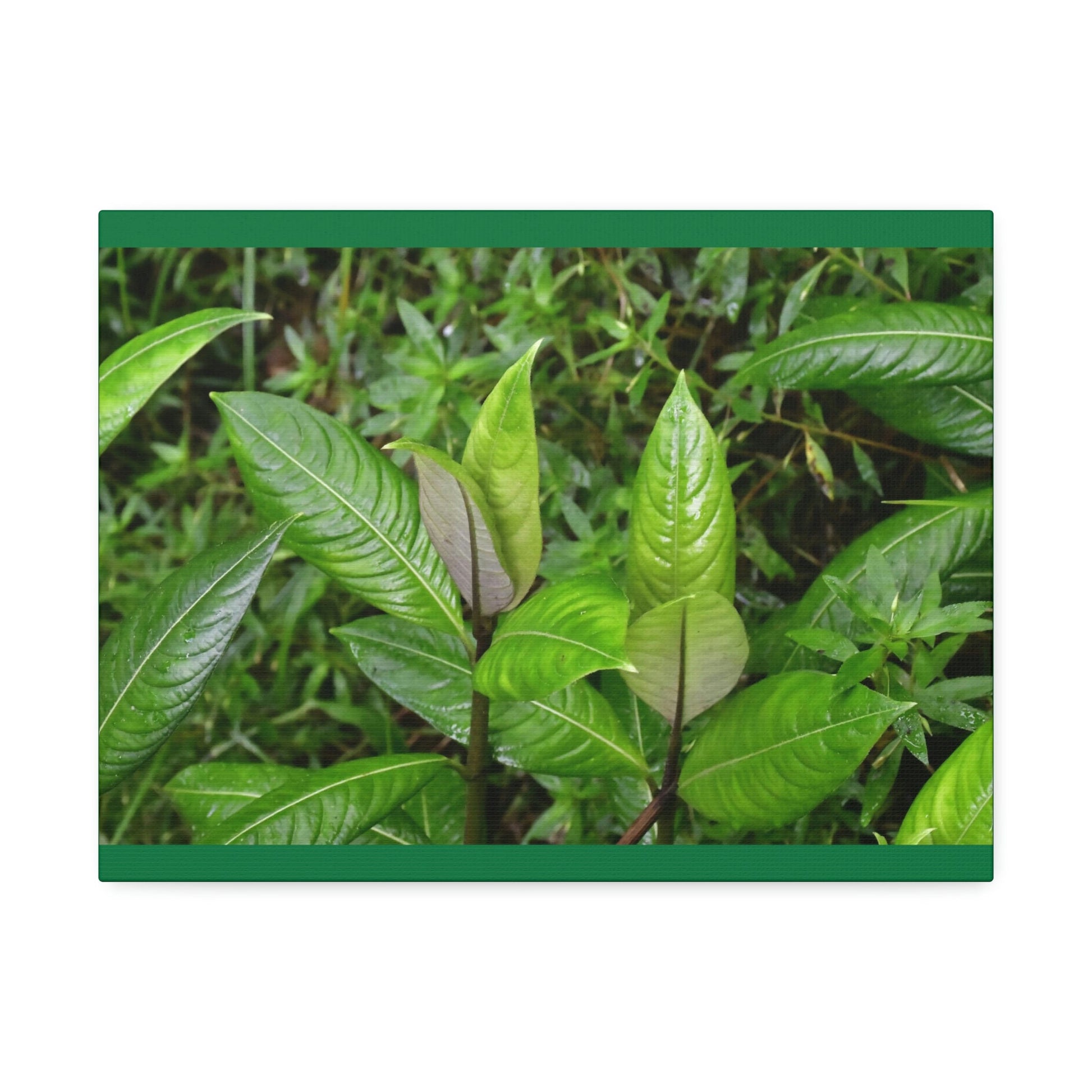 Copy of Canvas Stretched - Forest@Home - El Yunque - Recovering from Hurricane Maria - Common plants of EYNF in Tradewinds trail - Green Forest Home