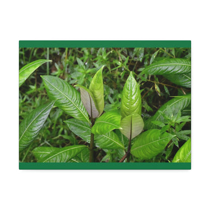 Copy of Canvas Stretched - Forest@Home - El Yunque - Recovering from Hurricane Maria - Common plants of EYNF in Tradewinds trail - Green Forest Home