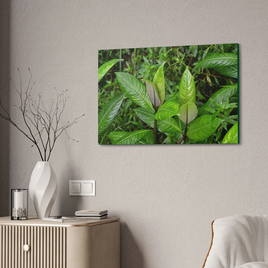 Copy of Canvas Stretched - Forest@Home - El Yunque - Recovering from Hurricane Maria - Common plants of EYNF in Tradewinds trail - Green Forest Home