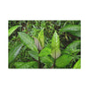 Copy of Canvas Stretched - Forest@Home - El Yunque - Recovering from Hurricane Maria - Common plants of EYNF in Tradewinds trail - Green Forest Home