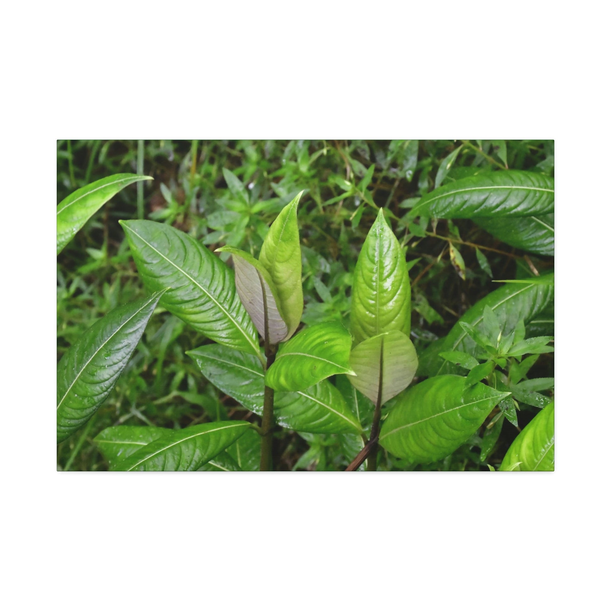 Copy of Canvas Stretched - Forest@Home - El Yunque - Recovering from Hurricane Maria - Common plants of EYNF in Tradewinds trail - Green Forest Home