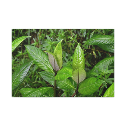 Copy of Canvas Stretched - Forest@Home - El Yunque - Recovering from Hurricane Maria - Common plants of EYNF in Tradewinds trail - Green Forest Home
