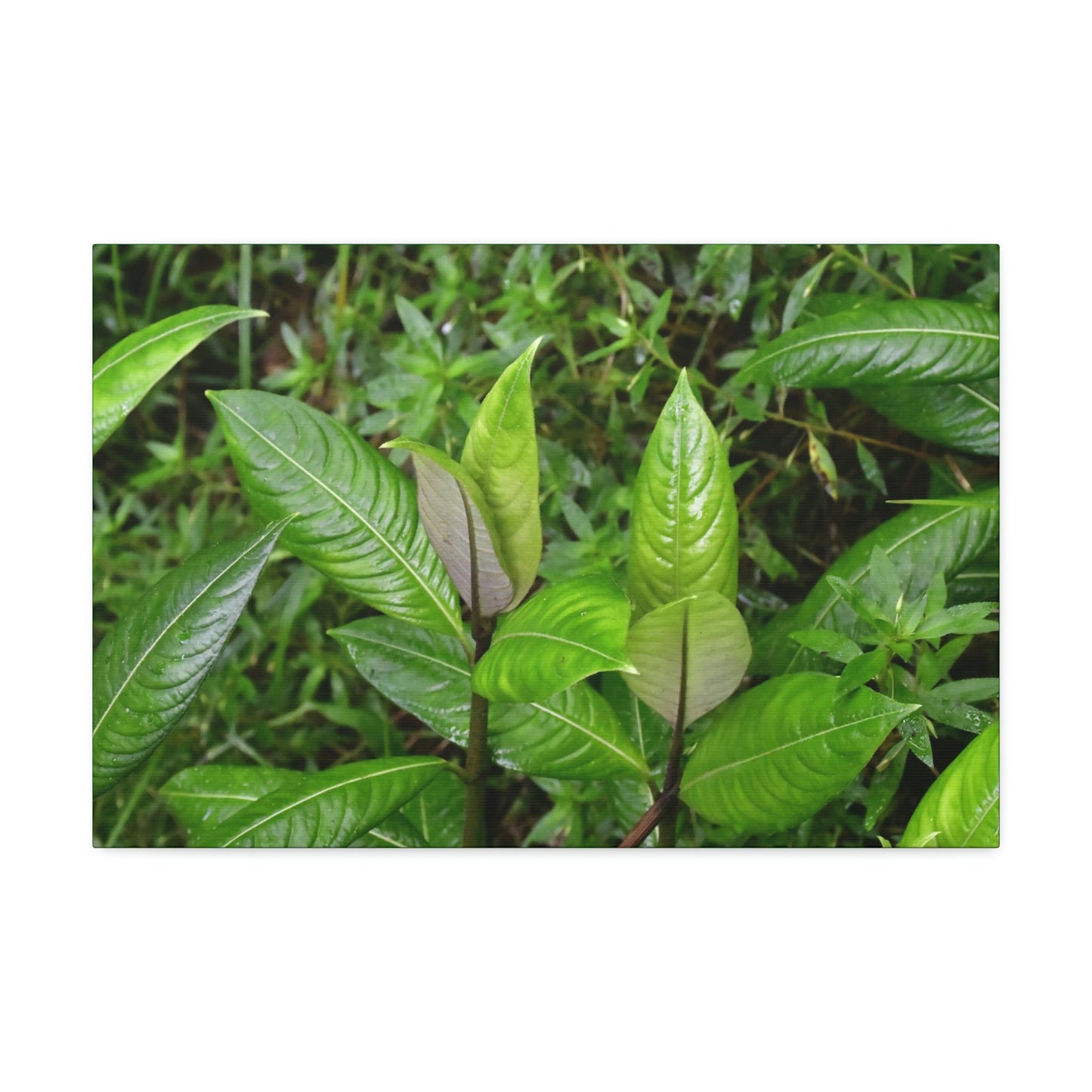 Copy of Canvas Stretched - Forest@Home - El Yunque - Recovering from Hurricane Maria - Common plants of EYNF in Tradewinds trail - Green Forest Home