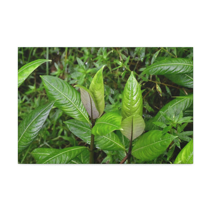 Copy of Canvas Stretched - Forest@Home - El Yunque - Recovering from Hurricane Maria - Common plants of EYNF in Tradewinds trail - Green Forest Home
