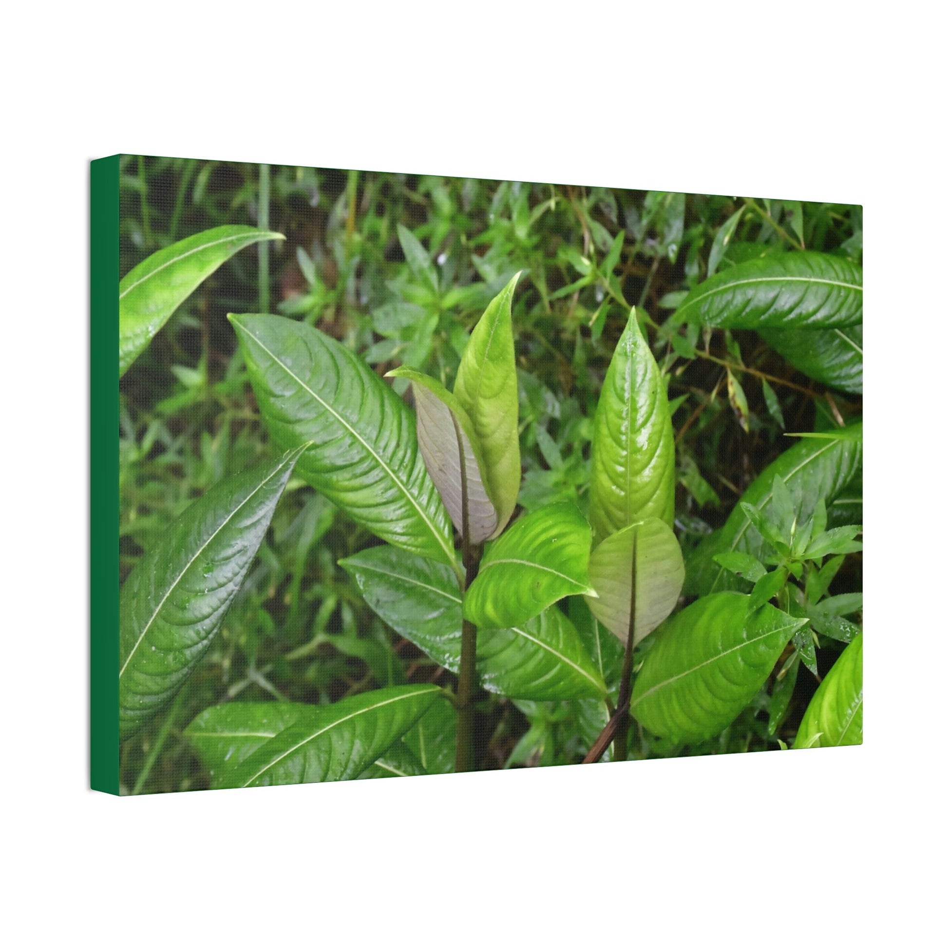 Copy of Canvas Stretched - Forest@Home - El Yunque - Recovering from Hurricane Maria - Common plants of EYNF in Tradewinds trail - Green Forest Home
