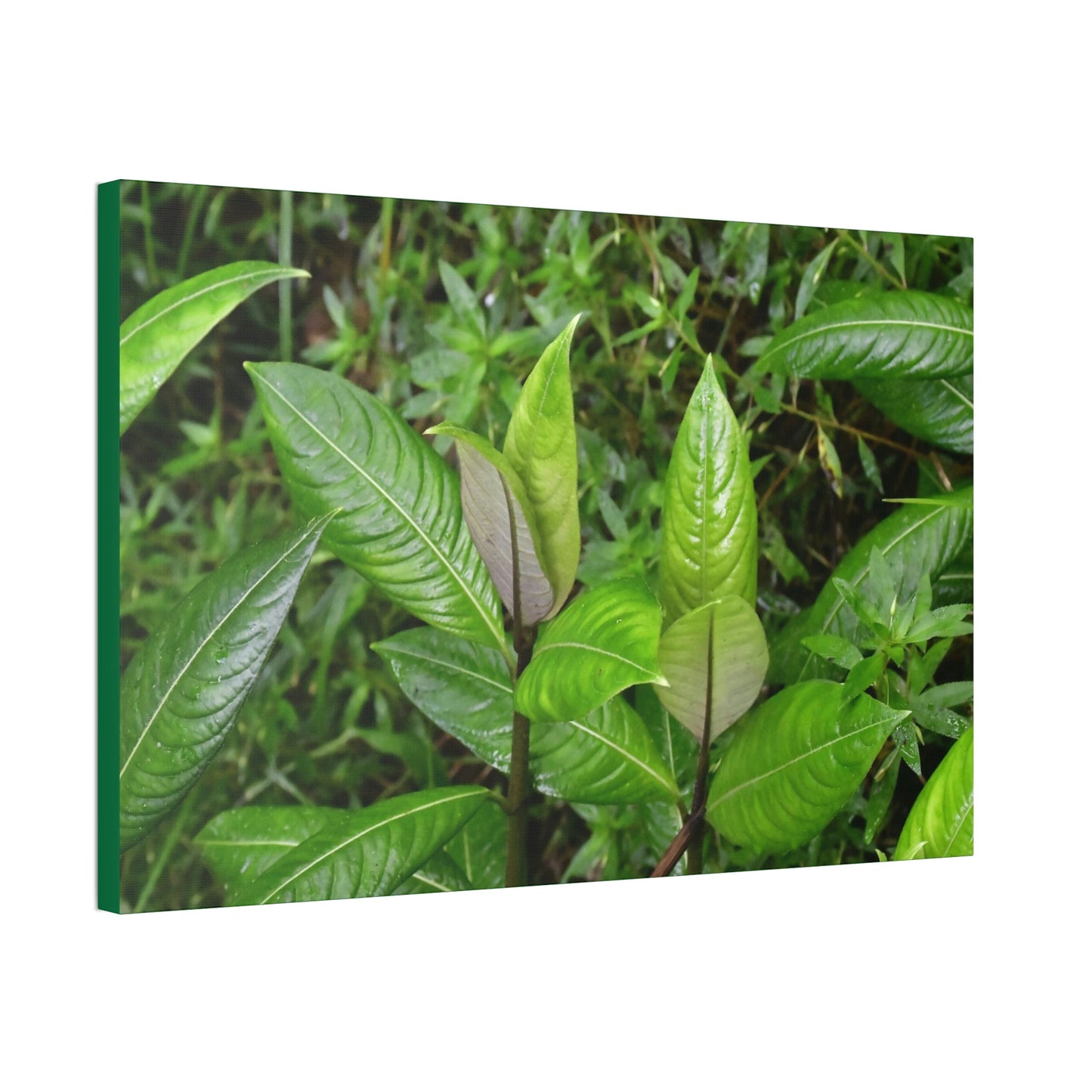 Copy of Canvas Stretched - Forest@Home - El Yunque - Recovering from Hurricane Maria - Common plants of EYNF in Tradewinds trail - Green Forest Home