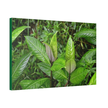 Copy of Canvas Stretched - Forest@Home - El Yunque - Recovering from Hurricane Maria - Common plants of EYNF in Tradewinds trail - Green Forest Home