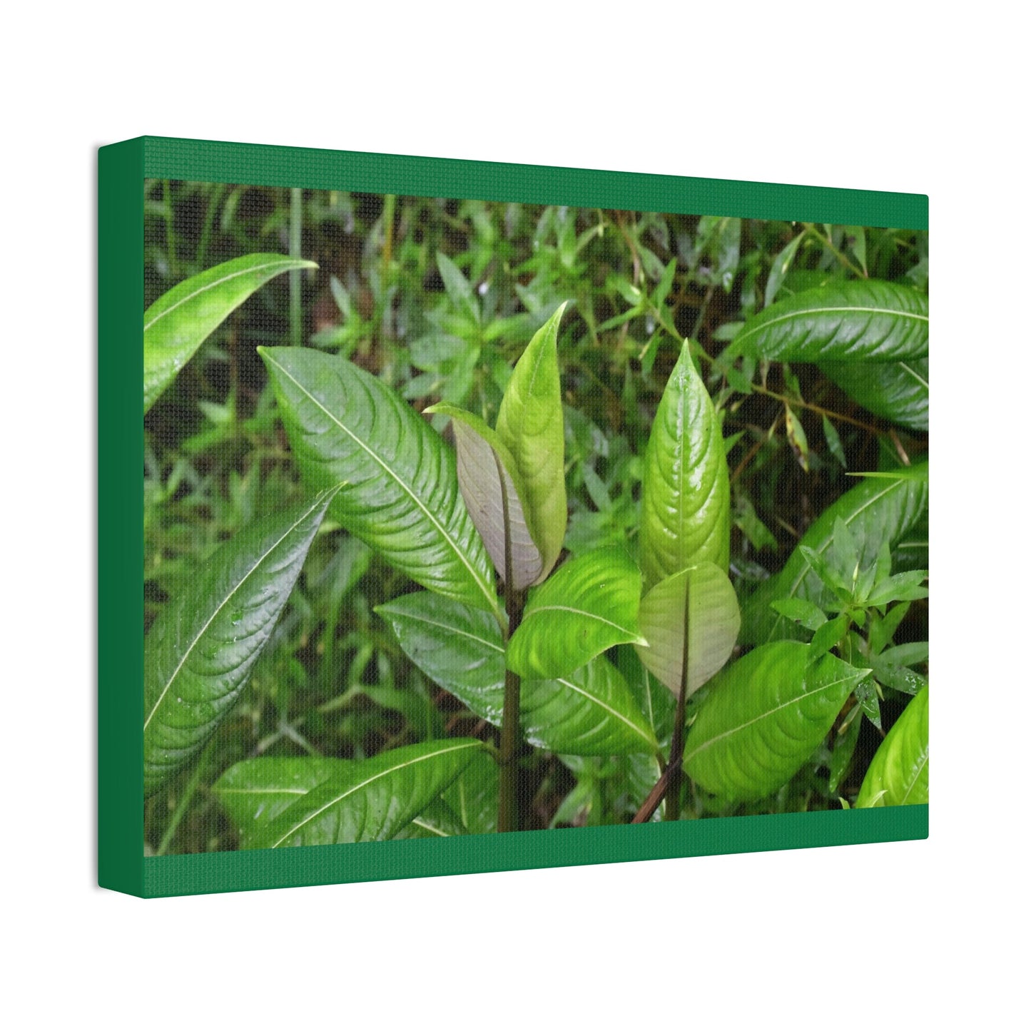 Copy of Canvas Stretched - Forest@Home - El Yunque - Recovering from Hurricane Maria - Common plants of EYNF in Tradewinds trail - Green Forest Home