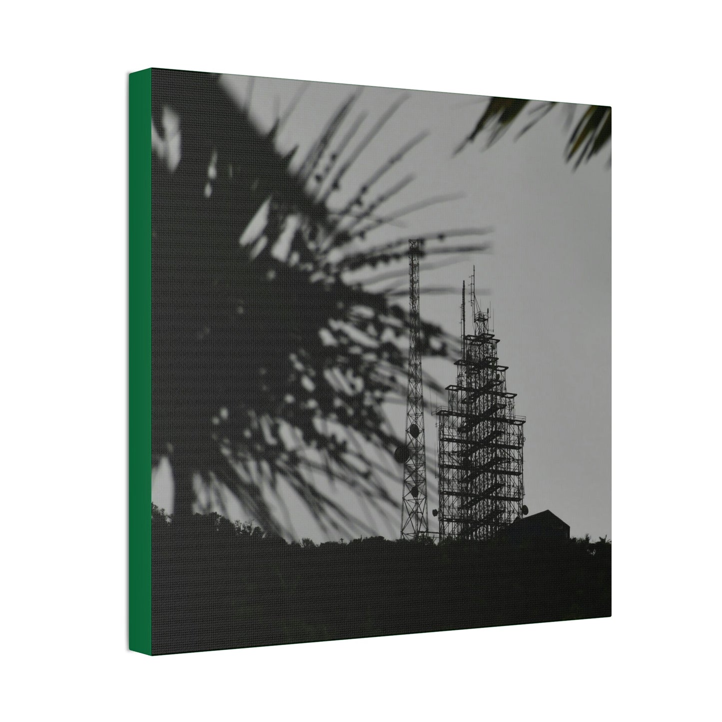 Copy of Canvas Stretched - Forest@Home - El Yunque - Recovering from Hurricane Maria - El Yunque Telecom towers in back of Sierra Palm seeds - Green Forest Home