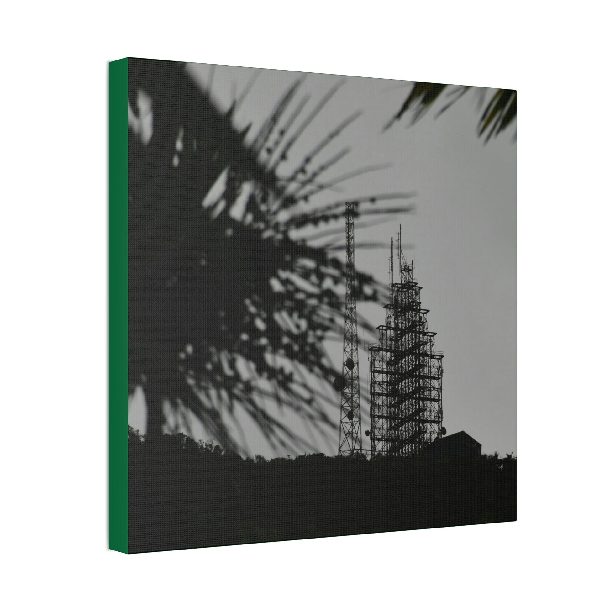 Copy of Canvas Stretched - Forest@Home - El Yunque - Recovering from Hurricane Maria - El Yunque Telecom towers in back of Sierra Palm seeds - Green Forest Home