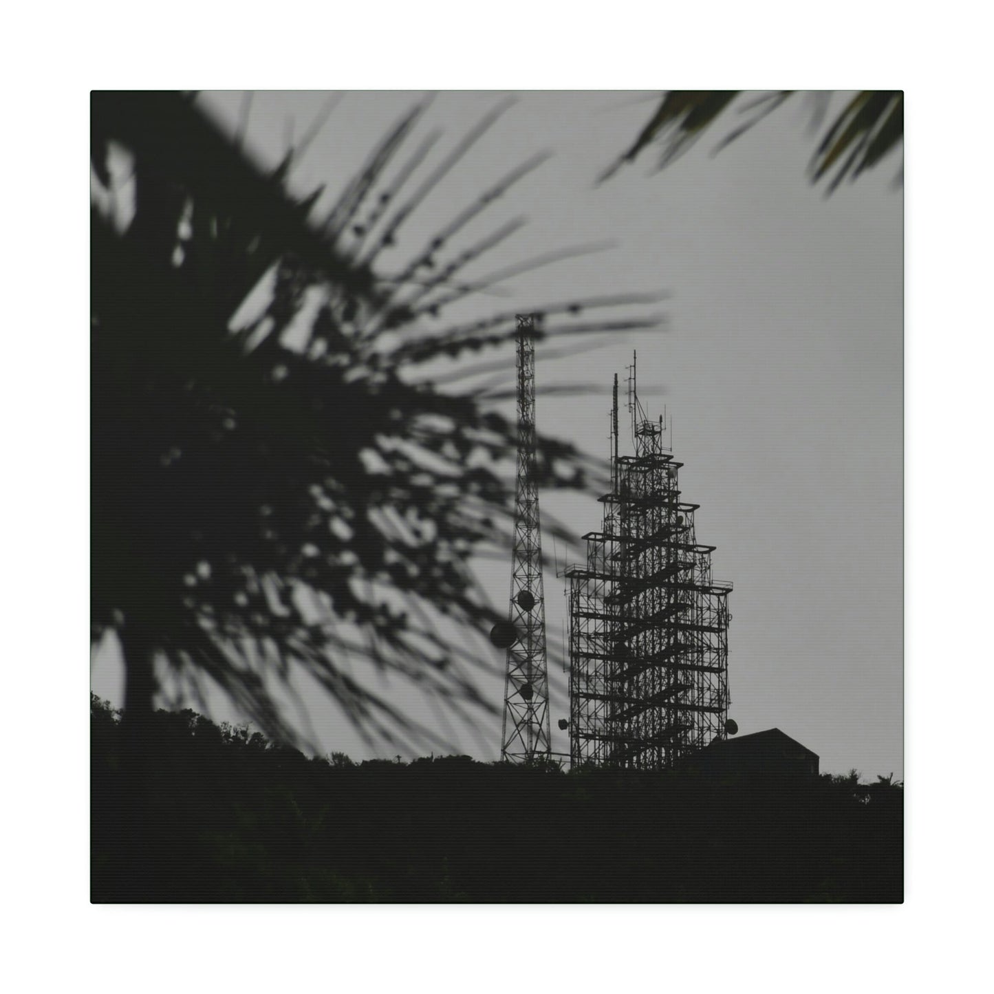 Copy of Canvas Stretched - Forest@Home - El Yunque - Recovering from Hurricane Maria - El Yunque Telecom towers in back of Sierra Palm seeds - Green Forest Home