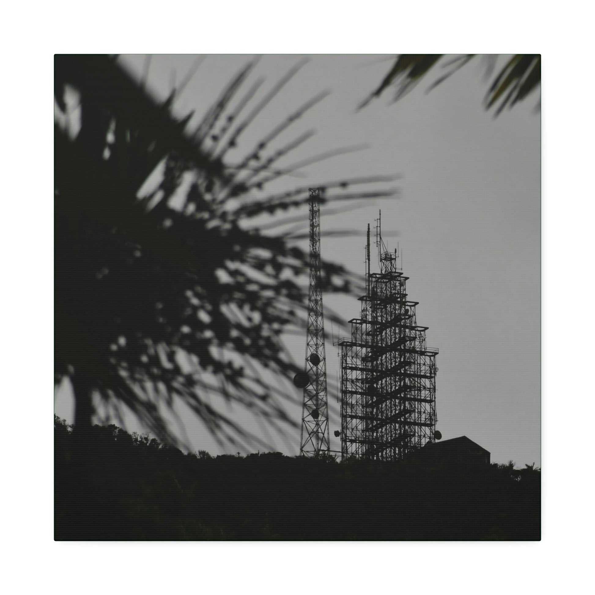 Copy of Canvas Stretched - Forest@Home - El Yunque - Recovering from Hurricane Maria - El Yunque Telecom towers in back of Sierra Palm seeds - Green Forest Home