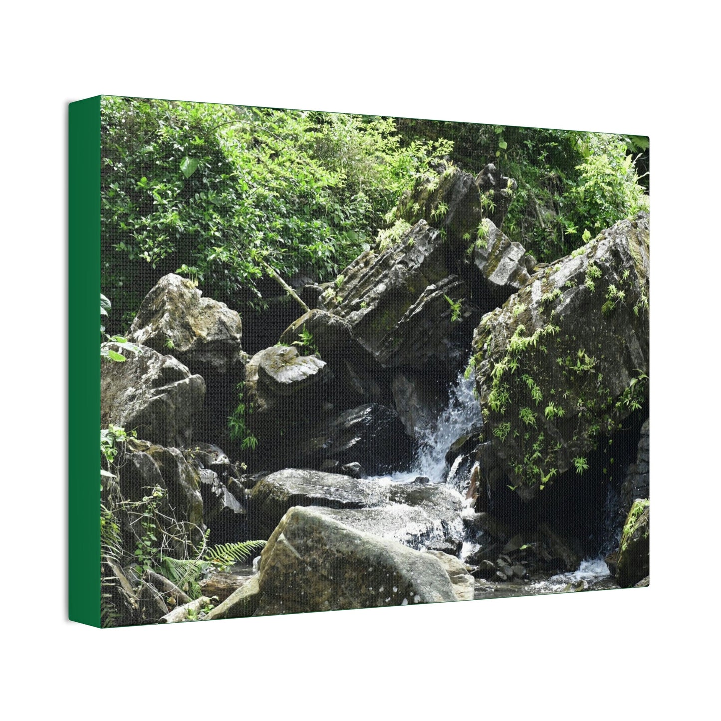 Copy of Canvas Stretched - Forest@Home - El Yunque - Recovering from Hurricane Maria - This is how a good part of the tral Tradewinds looks like - Green Forest Home
