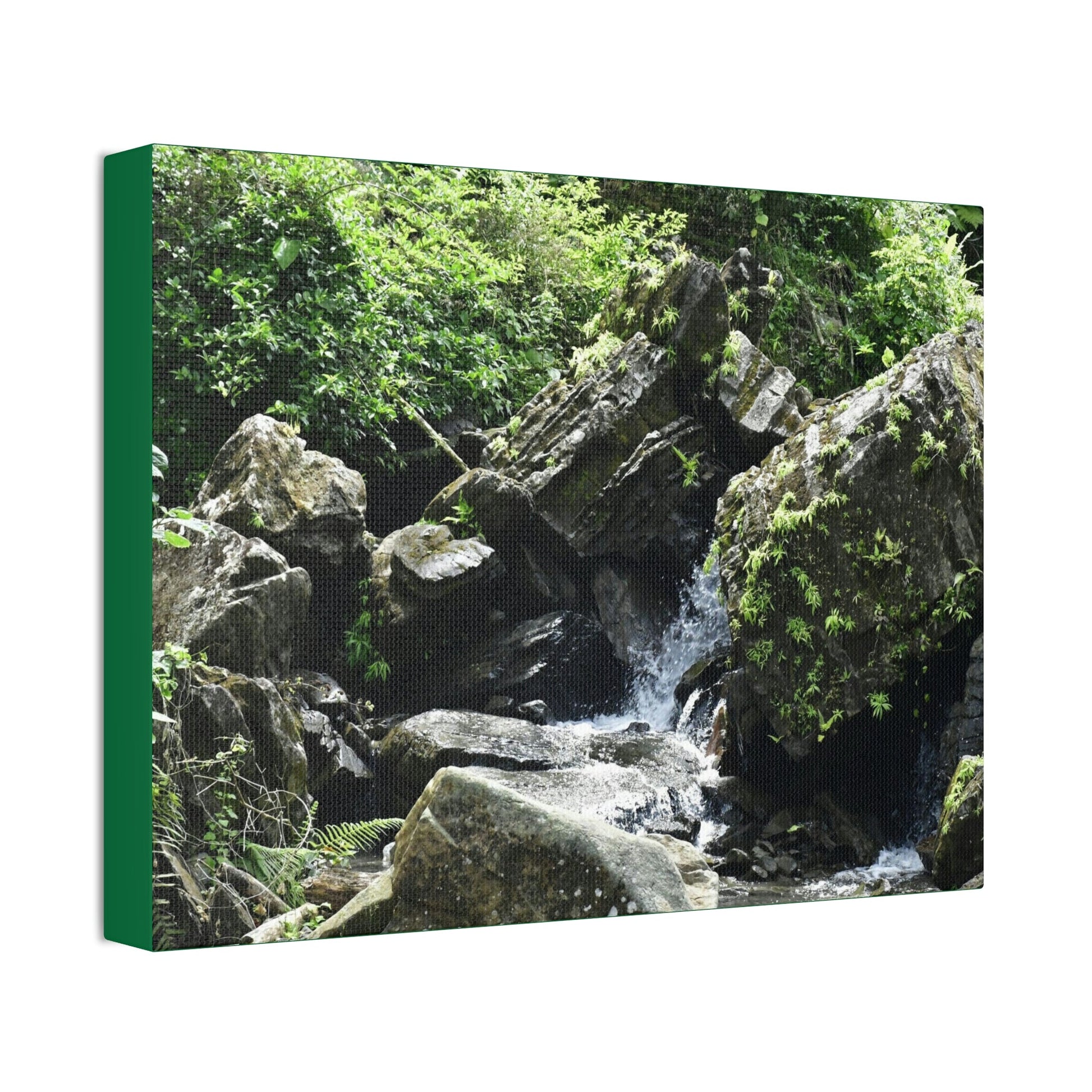 Copy of Canvas Stretched - Forest@Home - El Yunque - Recovering from Hurricane Maria - This is how a good part of the tral Tradewinds looks like - Green Forest Home