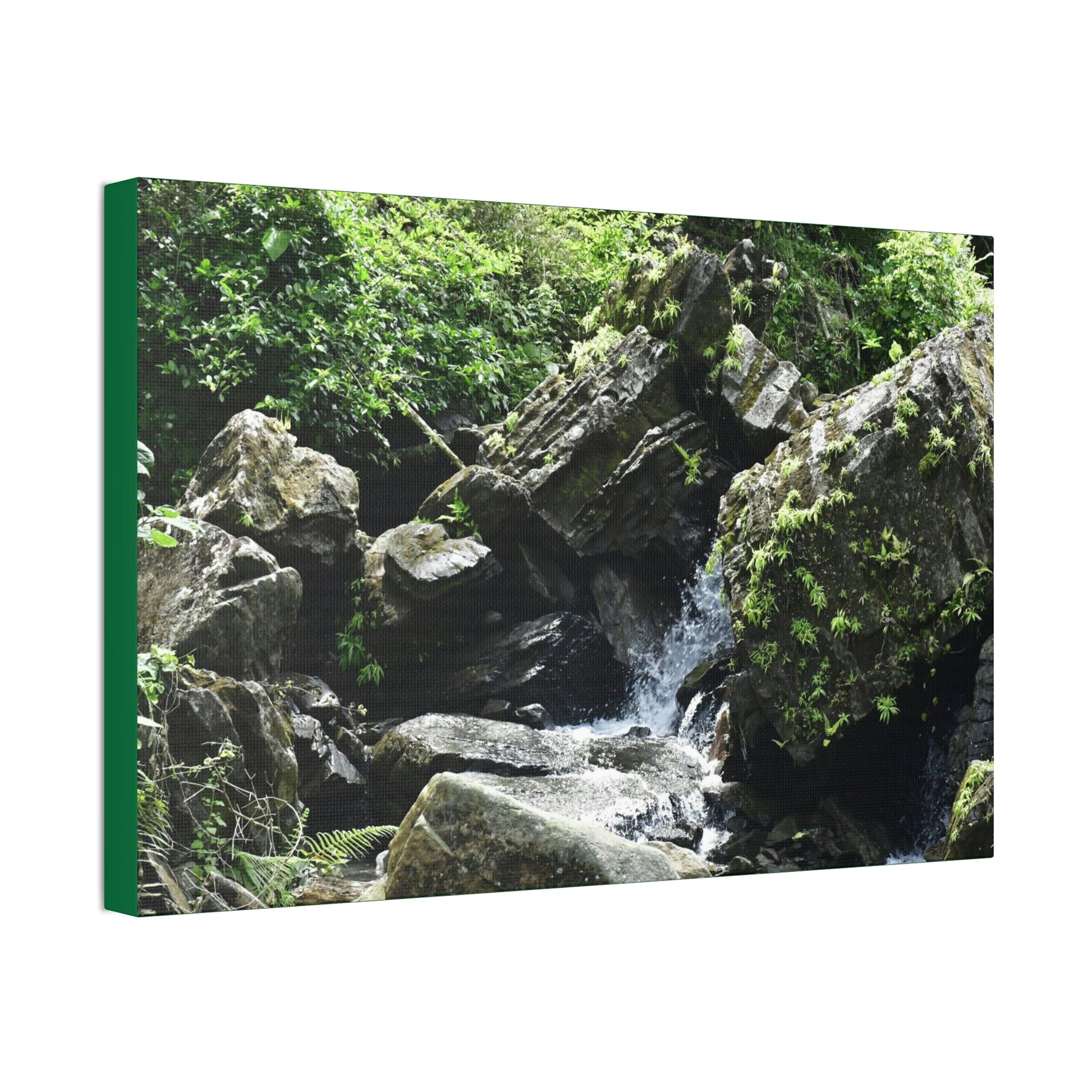 Copy of Canvas Stretched - Forest@Home - El Yunque - Recovering from Hurricane Maria - This is how a good part of the tral Tradewinds looks like - Green Forest Home