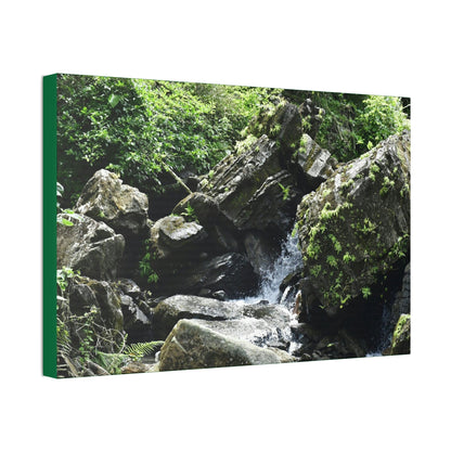 Copy of Canvas Stretched - Forest@Home - El Yunque - Recovering from Hurricane Maria - This is how a good part of the tral Tradewinds looks like - Green Forest Home