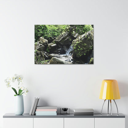 Copy of Canvas Stretched - Forest@Home - El Yunque - Recovering from Hurricane Maria - This is how a good part of the tral Tradewinds looks like - Green Forest Home
