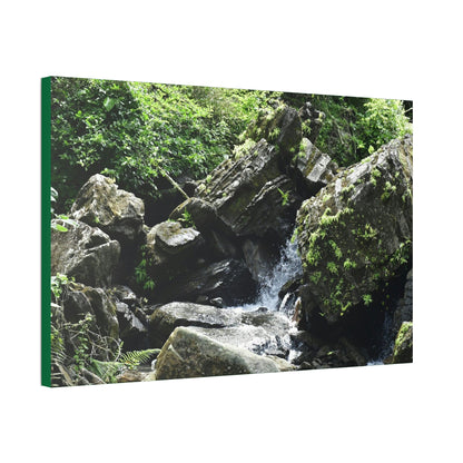 Copy of Canvas Stretched - Forest@Home - El Yunque - Recovering from Hurricane Maria - This is how a good part of the tral Tradewinds looks like - Green Forest Home