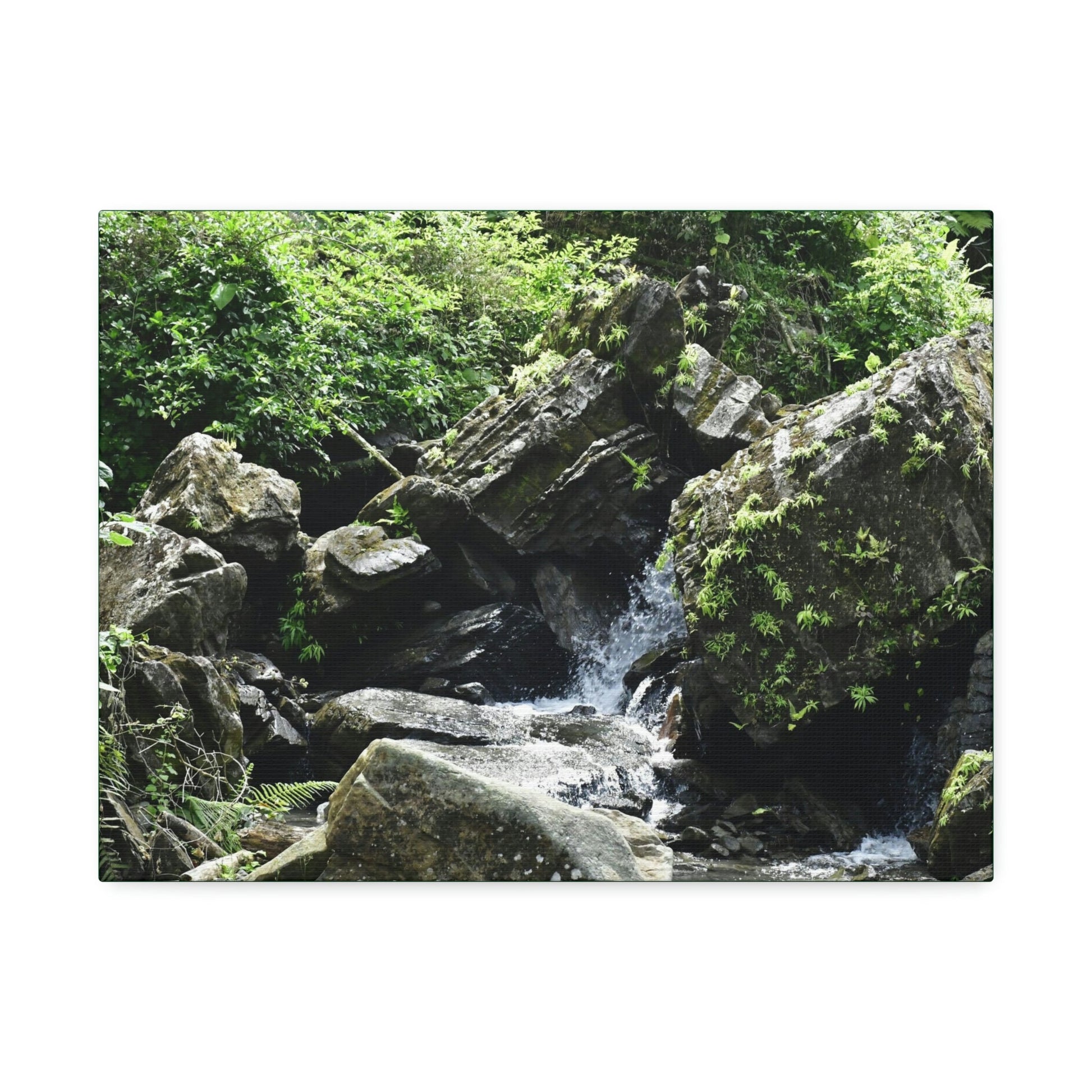 Copy of Canvas Stretched - Forest@Home - El Yunque - Recovering from Hurricane Maria - This is how a good part of the tral Tradewinds looks like - Green Forest Home