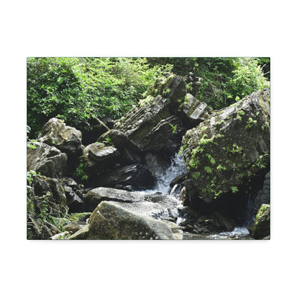 Copy of Canvas Stretched - Forest@Home - El Yunque - Recovering from Hurricane Maria - This is how a good part of the tral Tradewinds looks like - Green Forest Home